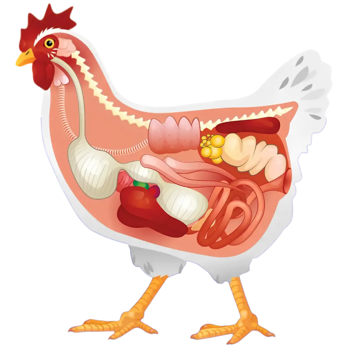 Poultrix livestock nutrition